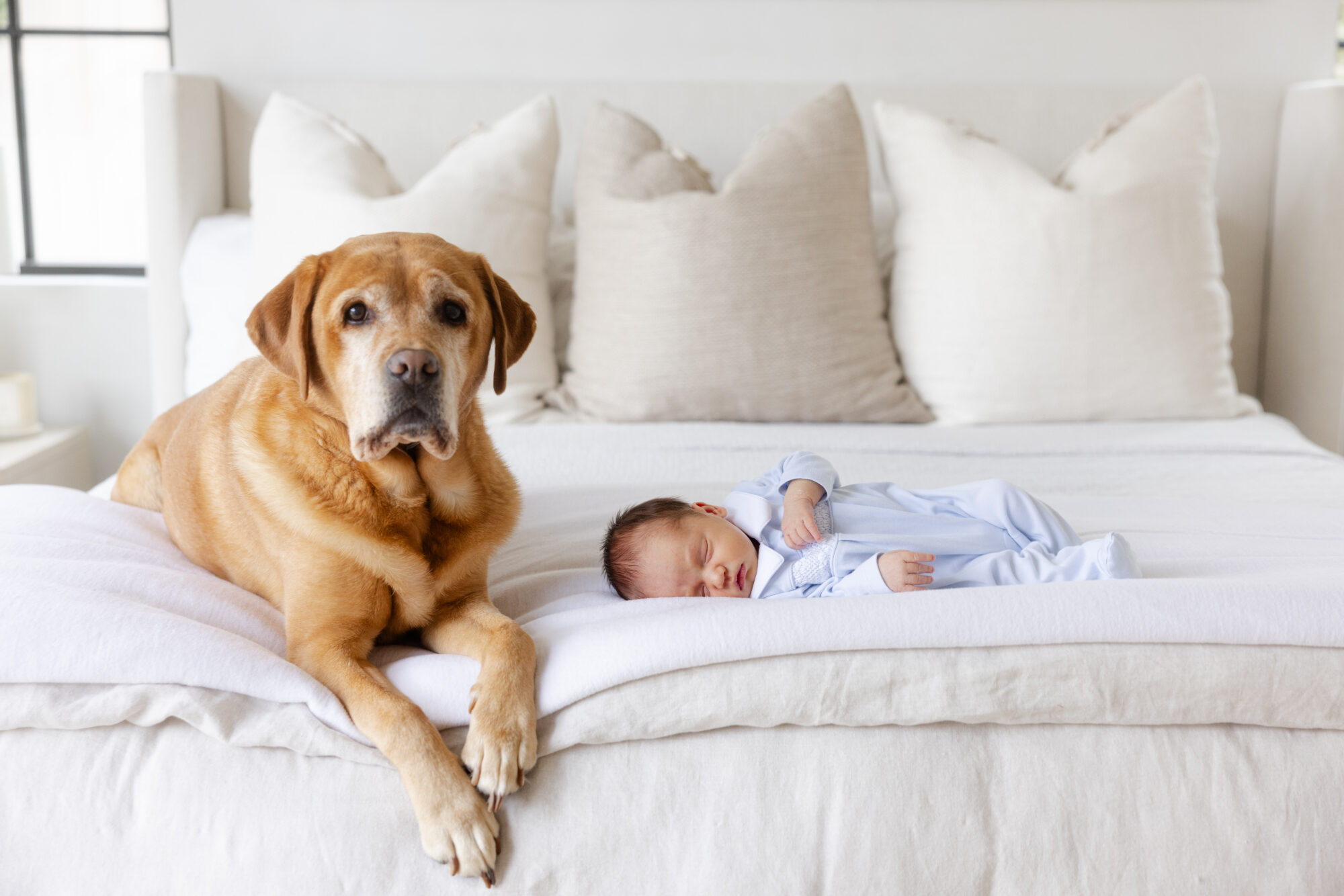 Sleeping newborn baby beside the family lab during a Houston lifestyle newborn photography session.